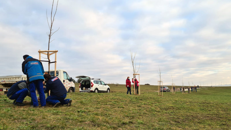 Zamestnanci Slovaktualu sadia stromy v Kanianke